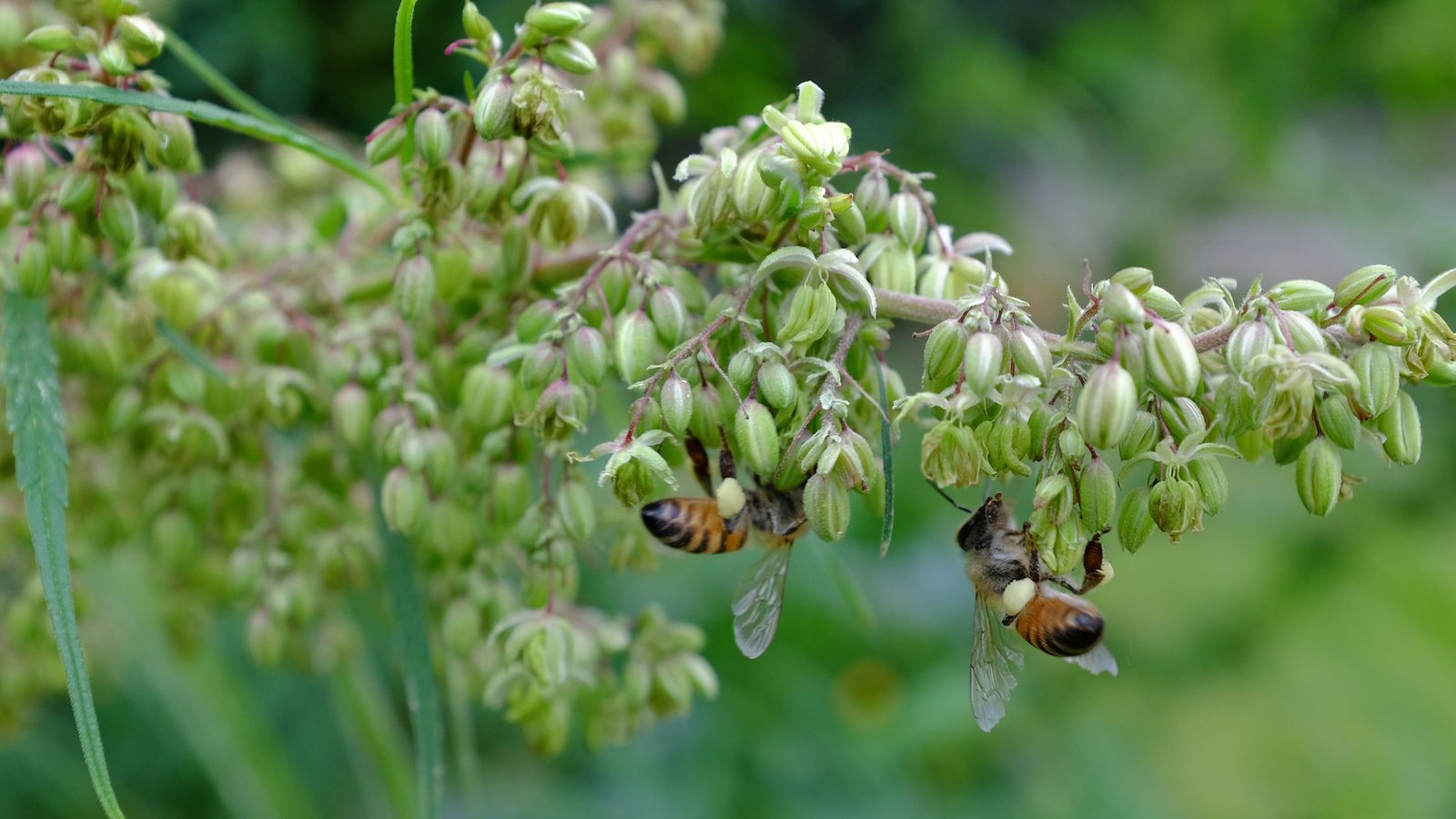 Pollinator Habitats