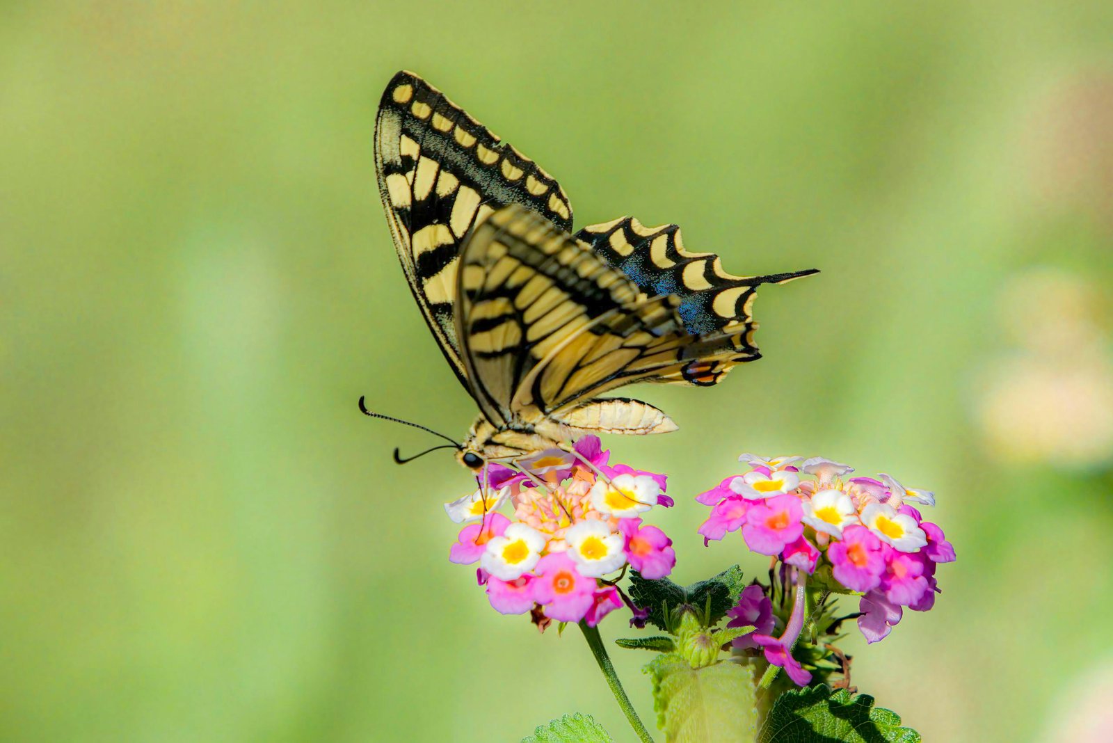 Free stock photo of animal, animal wing, beauty in nature