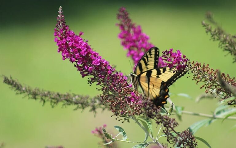 Best Nectar Plants to Include in Your Butterfly Garden