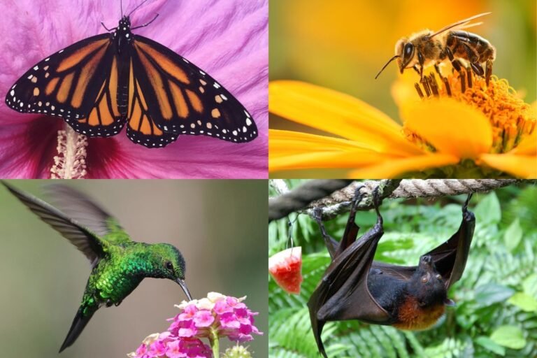 Best Watering Solutions for Bees, Birds, And Butterflies