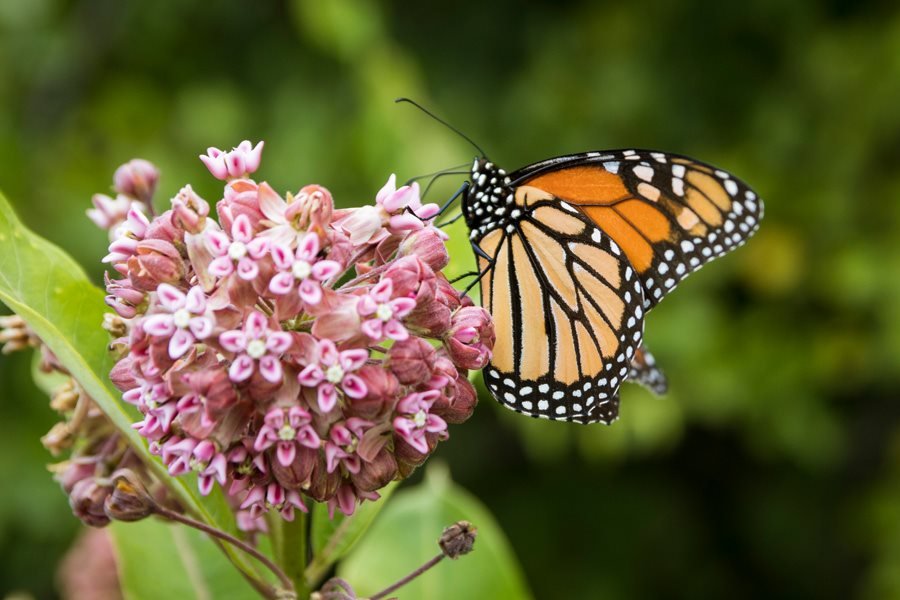 How to Plant Milkweed for Monarch Butterflies