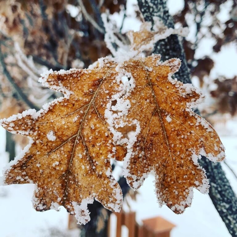 Protecting Pollinator Plants from Winter Frost