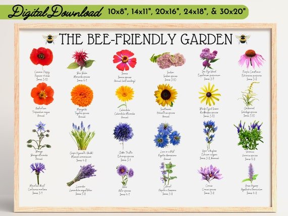 Top Pollinator-Friendly Flowers for Summer Blooms