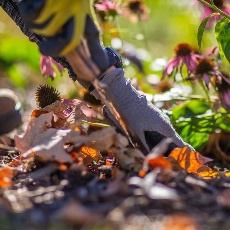 Watering Tips for Pollinator Gardens During Summer