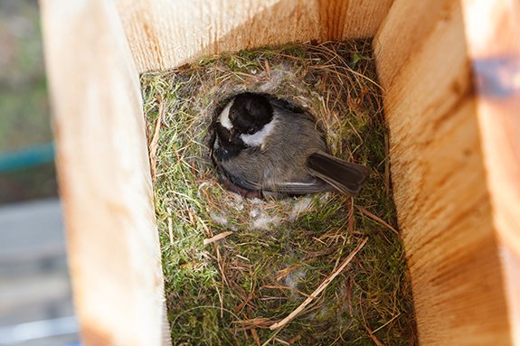 Where to Place Birdhouses for Maximum Pollinator Support