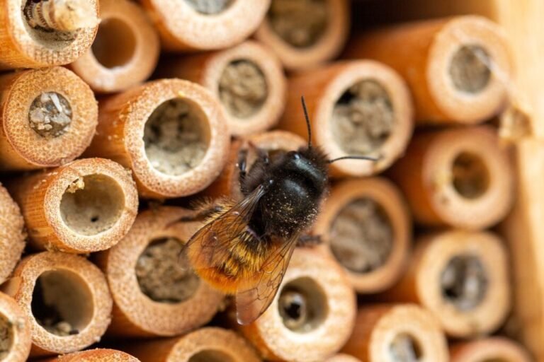 Why Bee Hotels Are Important for Solitary Bees