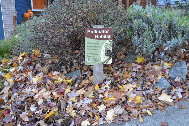 Winter Garden Maintenance for Pollinators